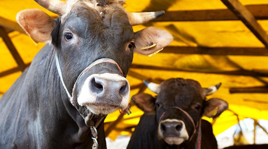 Hintli siyasetçiden 'ineklerin sütünde altın var' iddiası! 