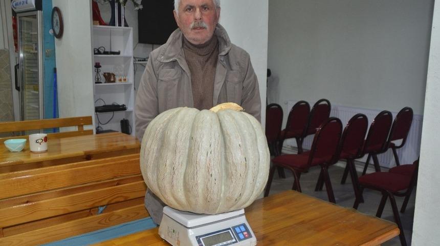 30 kiloluk kabak yetiştirdi