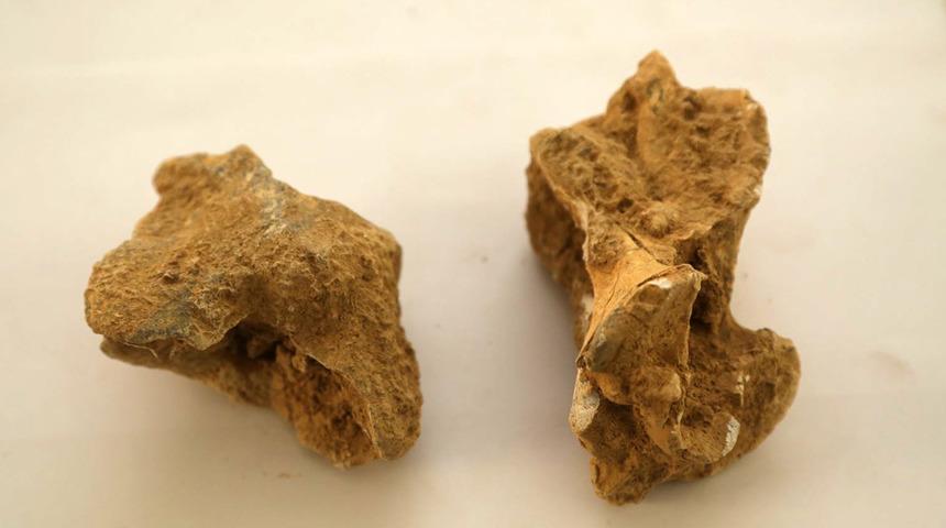 Isparta'da, 7-8 milyon yıl öncesine ait omurgalı fosillerine ulaşıldı