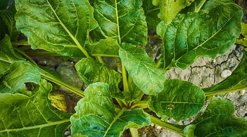 Ispanağın içindeki yabancı otlara dikkat!