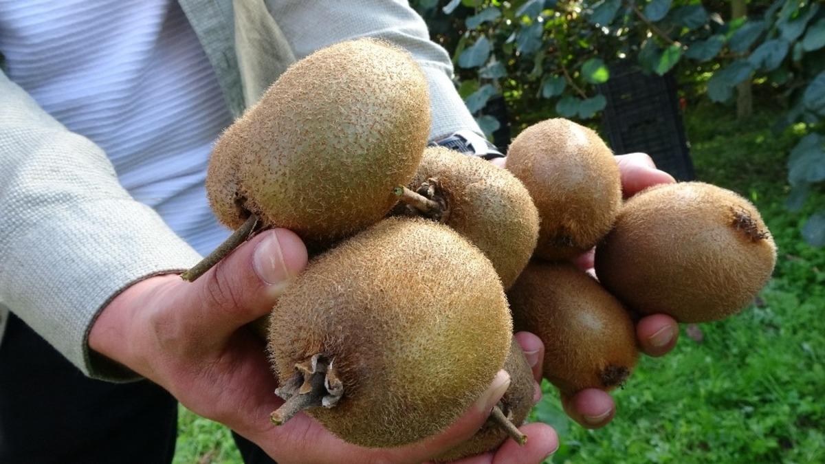 Ordu&rsquo;da geleneksel &lsquo;Kivi Hasat Şenliği&rsquo;