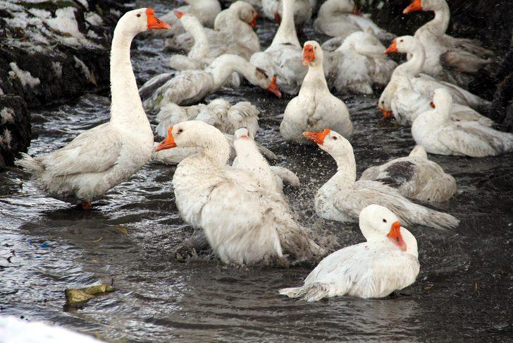 Kars'ta kar yağdı, kaz kesimi başladı G1
