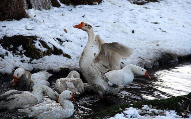 Kars'ta kar yağdı, kaz kesimi başladı G2