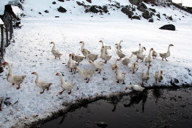 Kars'ta kar yağdı, kaz kesimi başladı G3