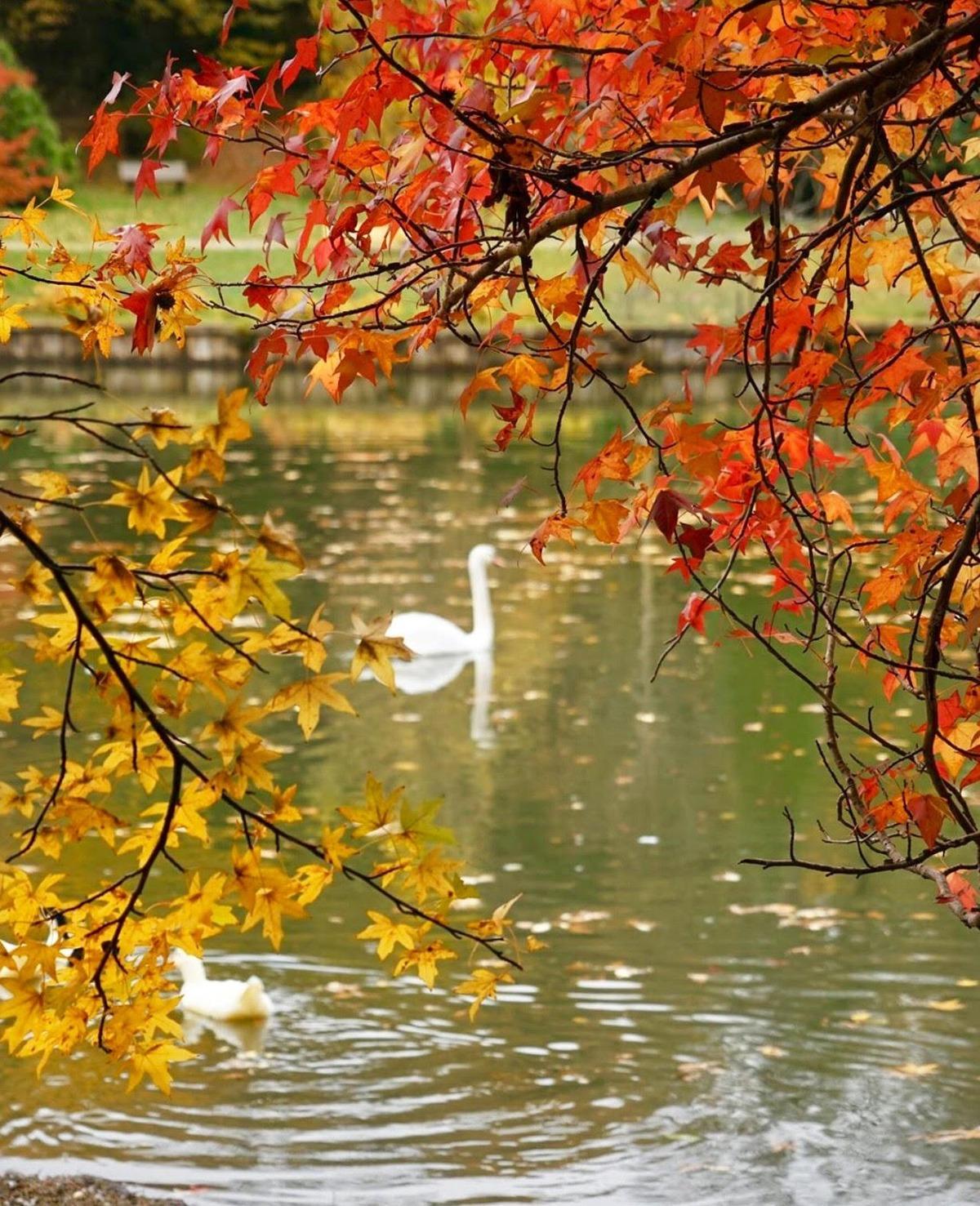 Atat&uuml;rk Arboretumu'nda sonbahar g&uuml;zelliği!