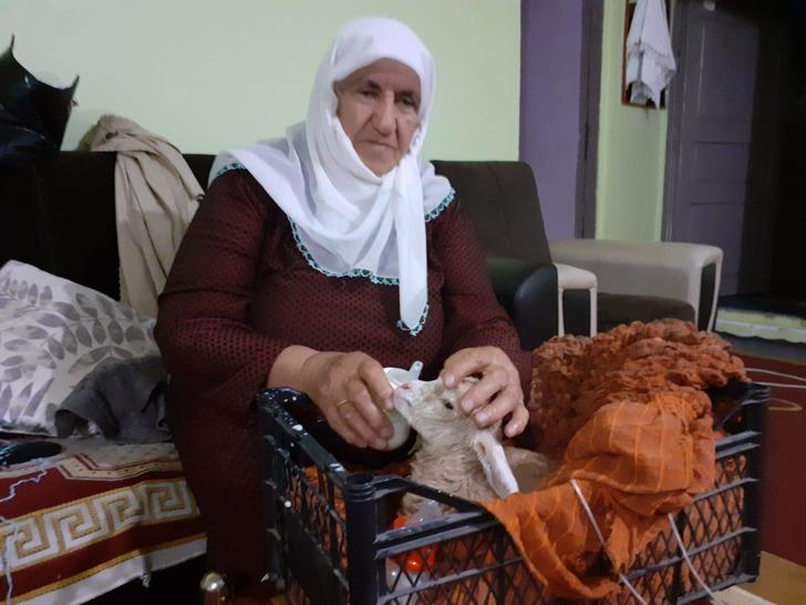 Yeni doğan oğlağı elleriyle besliyorlar G5