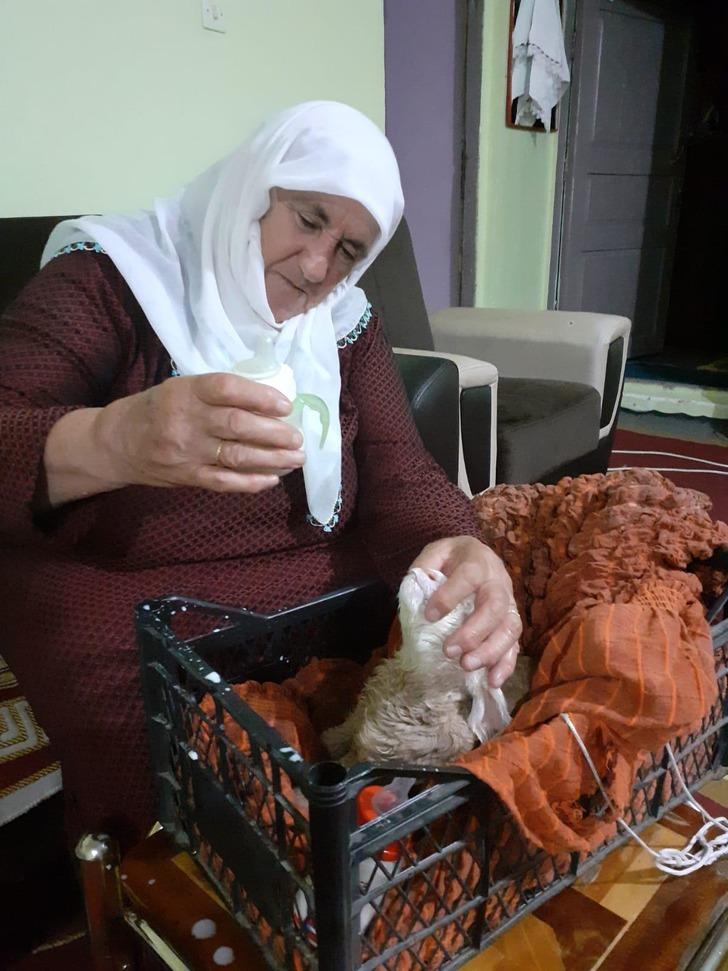 Yeni doğan oğlağı elleriyle besliyorlar G4