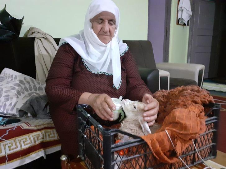 Yeni doğan oğlağı elleriyle besliyorlar G3