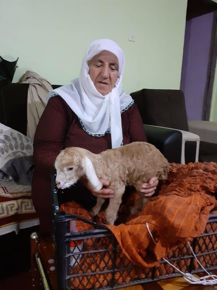 Yeni doğan oğlağı elleriyle besliyorlar G2