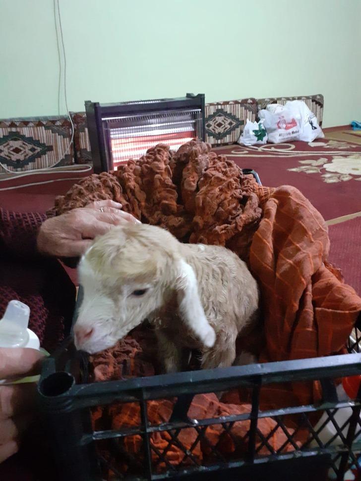 Yeni doğan oğlağı elleriyle besliyorlar G1