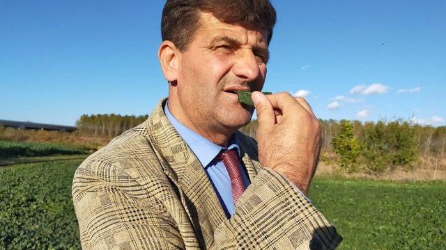 (Özel Haber) Ispanak yiyerek tepki gösterdiler