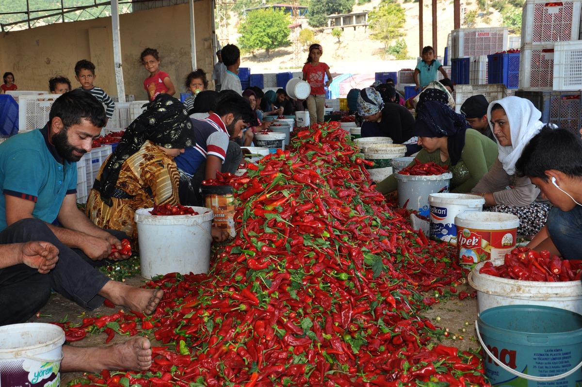 Gaziantep'te 15 bin Suriyeli, tarım iş&ccedil;iliğinden kazan&ccedil; elde ediyor