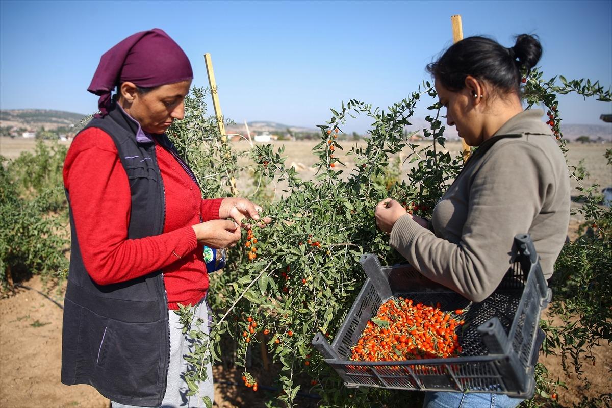 Şifa niyetine yediği 'goji berry' meyvesinin &uuml;reticisi oldu, şimdi talebe yetişemiyor