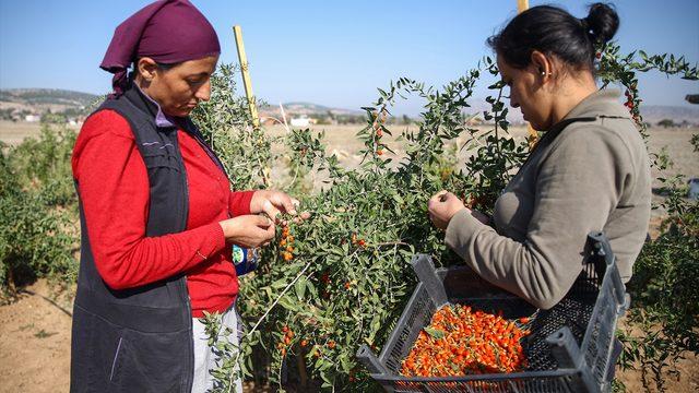 Şifa niyetine yediği 'goji berry' meyvesinin üreticisi oldu, şimdi talebe yetişemiyor