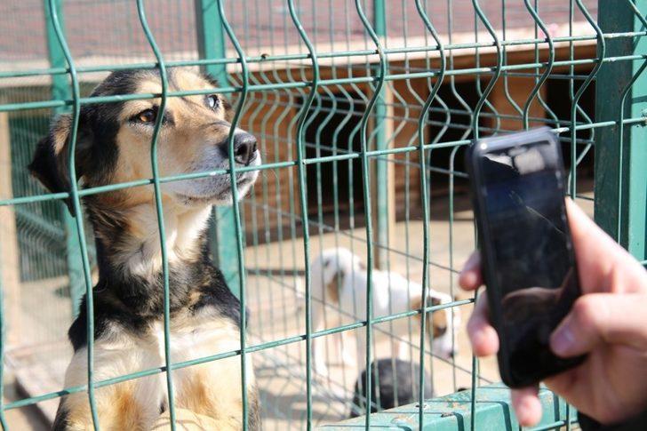 Sokak hayvanlarına 5 yıldızlı konfor G1