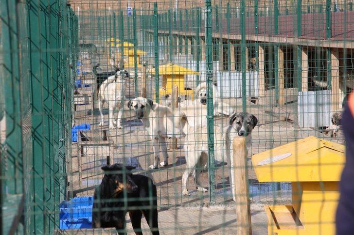 Sokak hayvanlarına 5 yıldızlı konfor G2