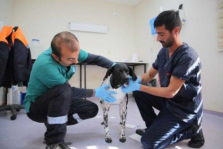 Sokak hayvanlarına 5 yıldızlı konfor G3