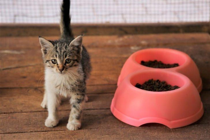 Sokak hayvanlarına 5 yıldızlı konfor G4