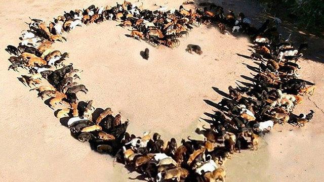 4 köpekle başlayan macerası 750 köpekle devam ediyor!