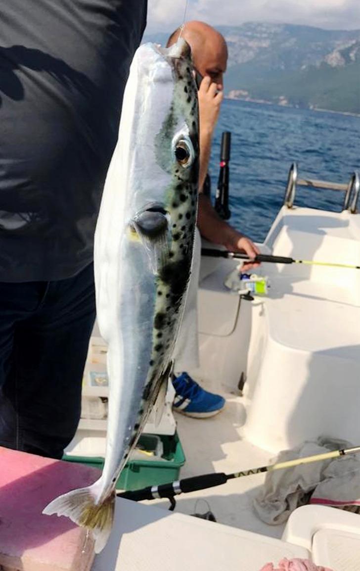 Balon balığı tehlikesi giderek artıyor!  G1