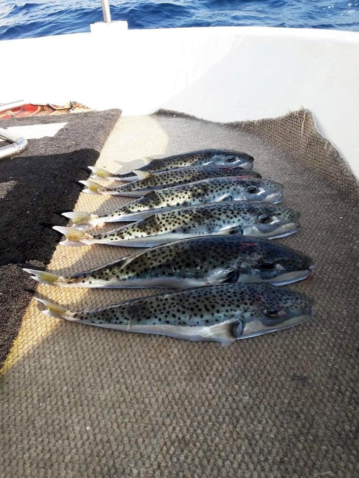 Balon balığı tehlikesi giderek artıyor!  G2