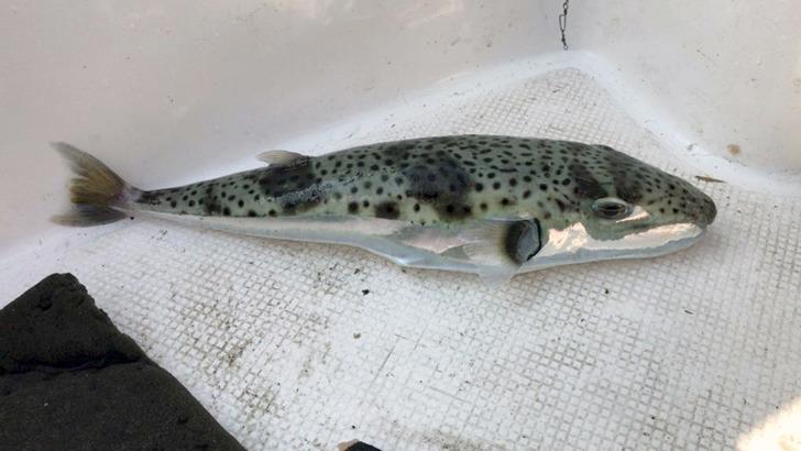 Balon balığı tehlikesi giderek artıyor!  G3