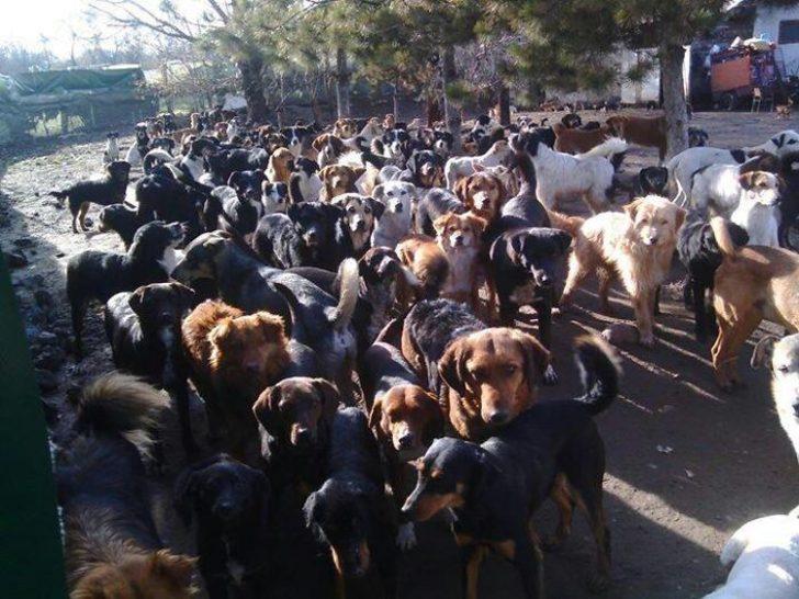 4 köpekle başlayan macerası 750 köpekle devam ediyor! G1