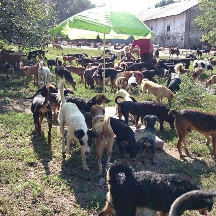 4 köpekle başlayan macerası 750 köpekle devam ediyor! G2