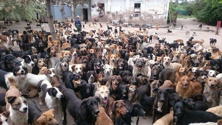 4 köpekle başlayan macerası 750 köpekle devam ediyor! G4