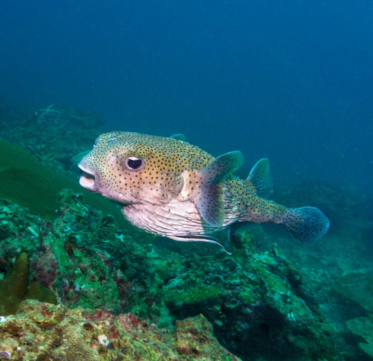 Balon balığı tehlikesi giderek artıyor! 