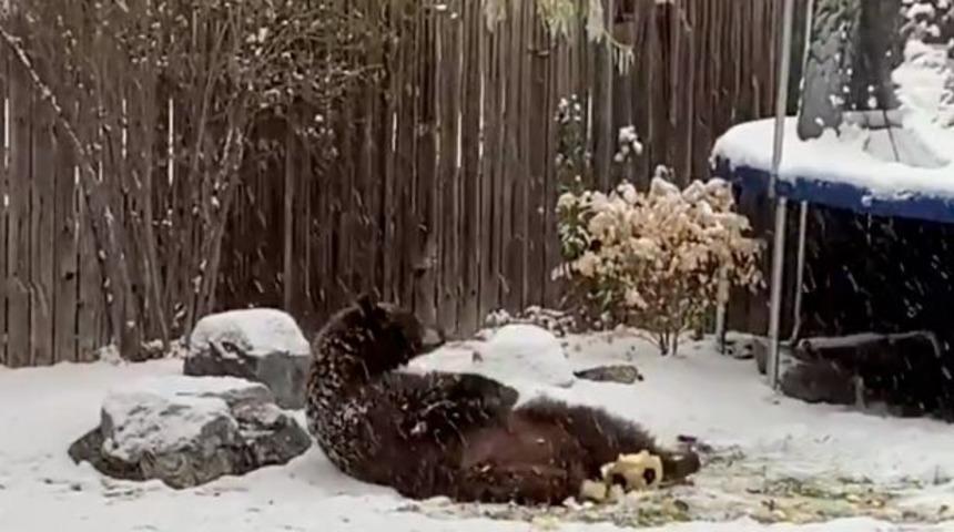 Bahçesinde topla oynayan ayının görüntülerini paylaştı! 
