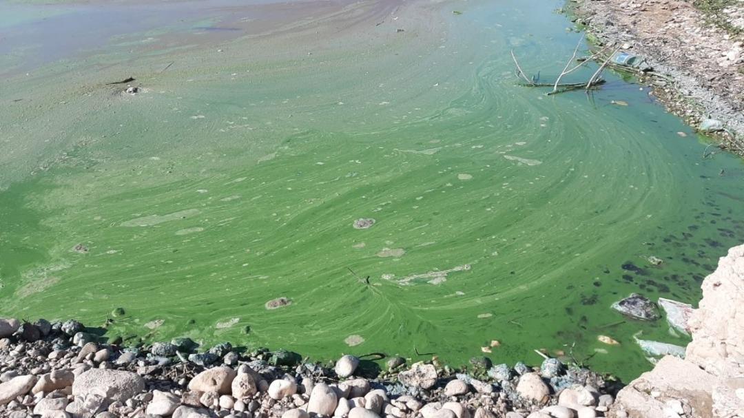 Atat&uuml;rk Barajında &ouml;trofikasyon ger&ccedil;ekleşti