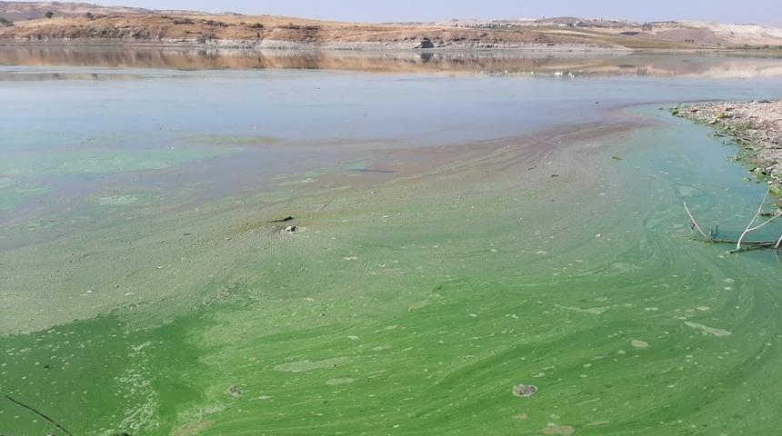 Atatürk Baraj Gölü'ndeki yeşil rengin sırrı ortaya çıktı