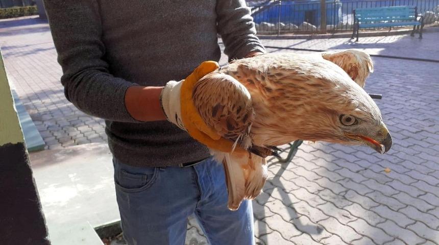 &Ccedil;iftlikte yaralı halde bulunan şahin koruma altına alındı