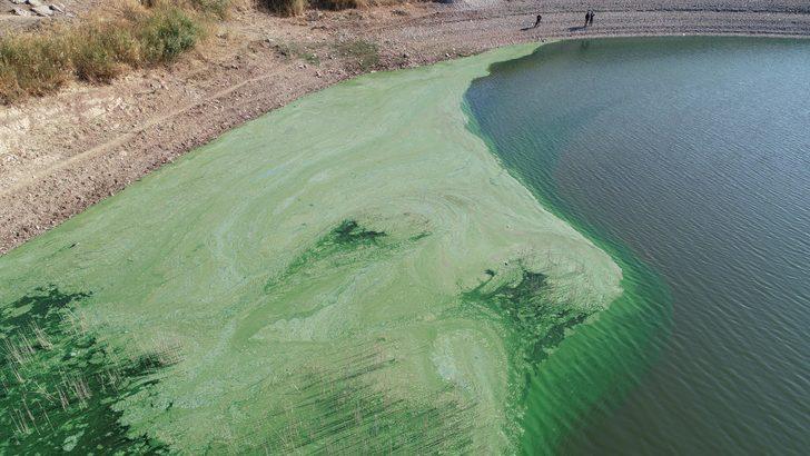 Atatürk Baraj Gölü'ndeki yeşilliğin nedeni plankton ve alg patlaması G3