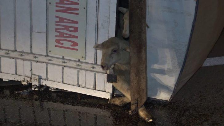 Bursa'da koyunları taşıyan kamyon devrildi: 8 kuzu telef oldu G1
