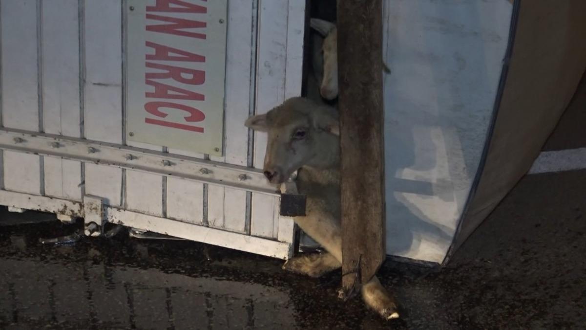 Bursa'da koyunları taşıyan kamyon devrildi: 8 kuzu telef oldu