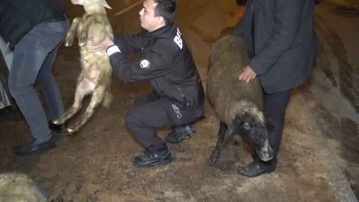 Bursa'da koyunları taşıyan kamyon devrildi: 8 kuzu telef oldu G2