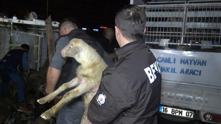 Bursa'da koyunları taşıyan kamyon devrildi: 8 kuzu telef oldu G4