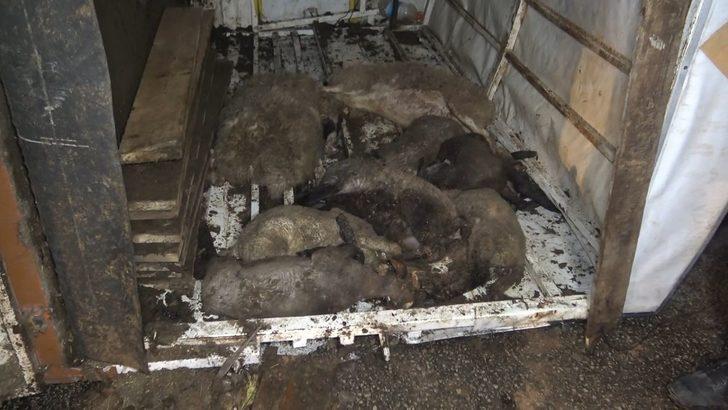 Bursa'da koyunları taşıyan kamyon devrildi: 8 kuzu telef oldu G5