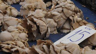 Uzmanlar doğadaki mantarlar için uyarıyor: Rus ruletinden daha riskli