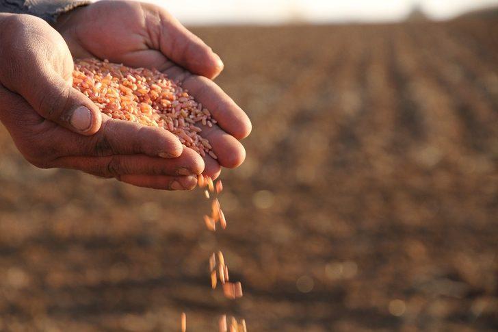 Mezopotamya’nın bereketli topraklarında buğday ekim mesaisi G1