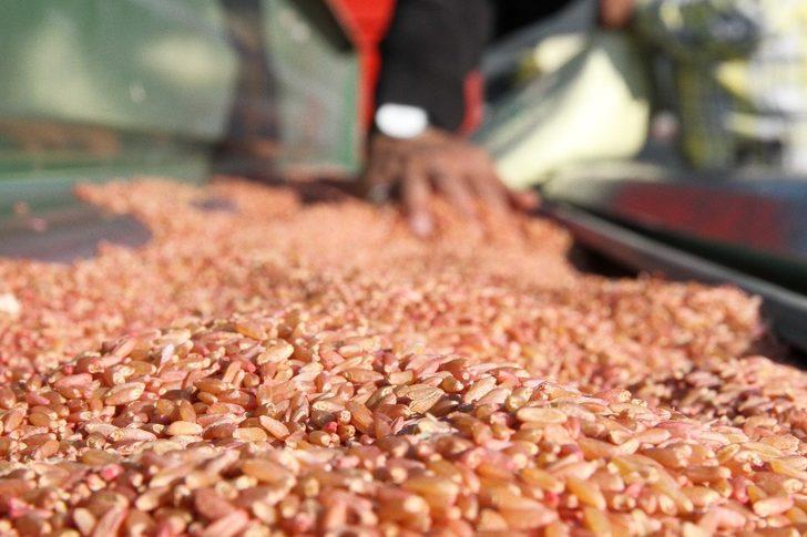 Mezopotamya’nın bereketli topraklarında buğday ekim mesaisi G3