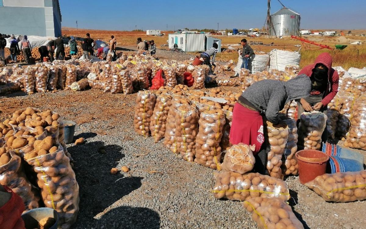 Ahlat&rsquo;ta 200 bin ton patates &uuml;retimi