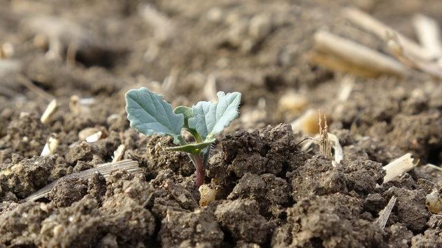 Trakya'nın yeni 'sarı altın çiçeği' kanolayı kuraklık vurdu