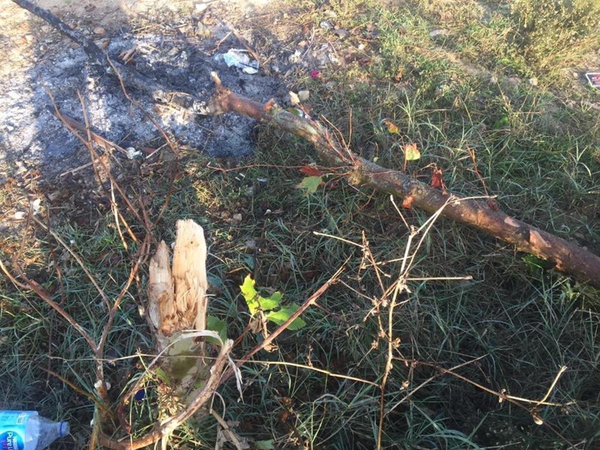 Osmaneli'de kesilen ve yakılan ağa&ccedil;lara ile ilgili Belediye Başkanı'ndan a&ccedil;ıklama