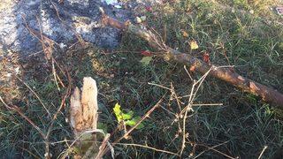 Osmaneli'de kesilen ve yakılan ağaçlara ile ilgili Belediye Başkanı'ndan açıklama