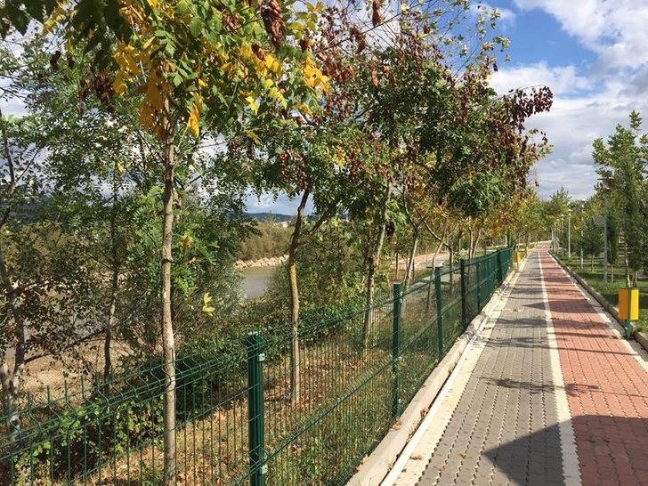 Osmaneli'de kesilen ve yakılan ağaçlara ile ilgili Belediye Başkanı'ndan açıklama G1