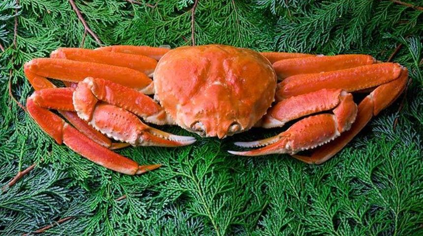 Japonya’da bir yengeç 265 bin liraya satıldı