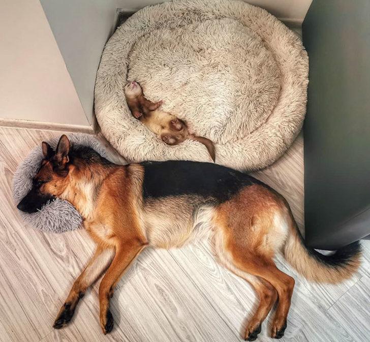Alman çoban köpeğiyle gelinciğin sıra dışı dostluğu! G2